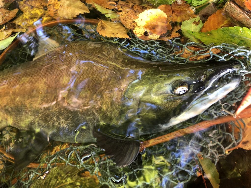 18 十和田湖のヒメマス つながろう 新しい 釣りの 世界へ Jointer