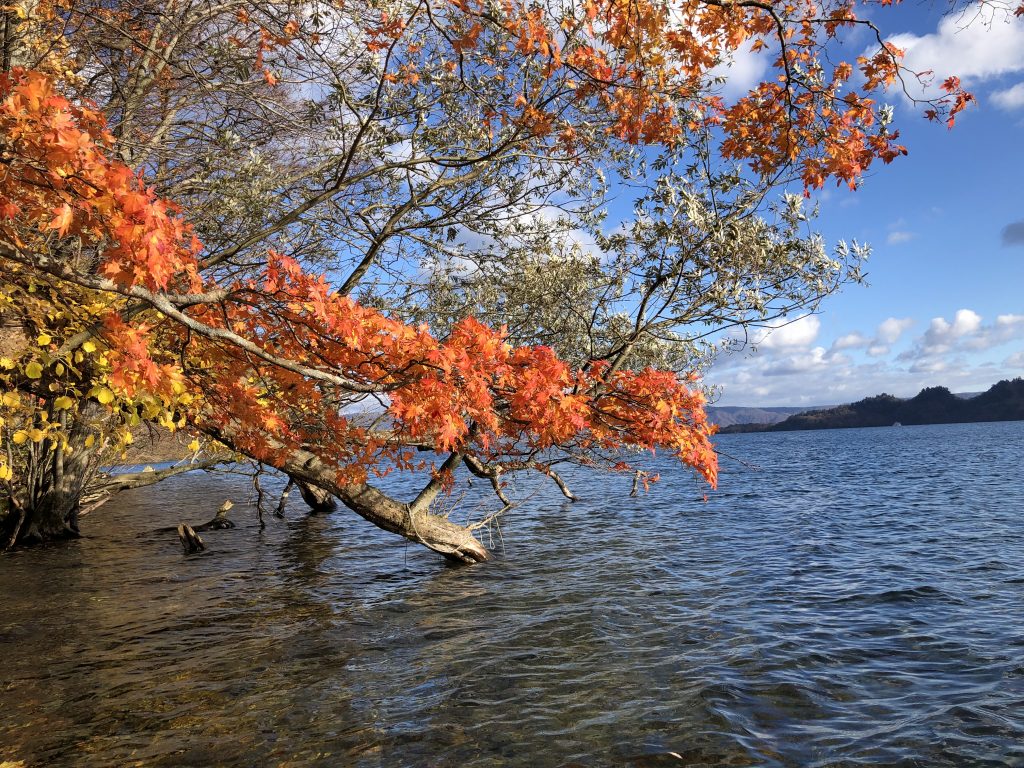 2018 十和田湖のヒメマス | つながろう、新しい「釣りの」世界へ 